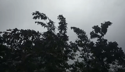 微信图片_20200421163302.gif